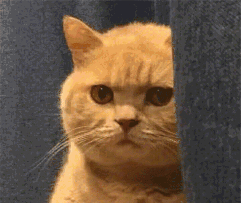 如果《妖猫传》的主角变成一只橘猫,那么