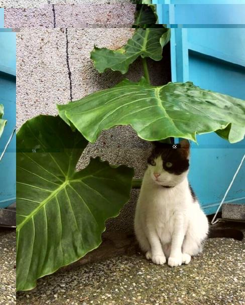 雨中的小龙猫们不要着急,你们的巴士已经在路上了! 果然　!