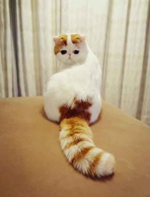如何理解猫咪尾巴动作的含义?