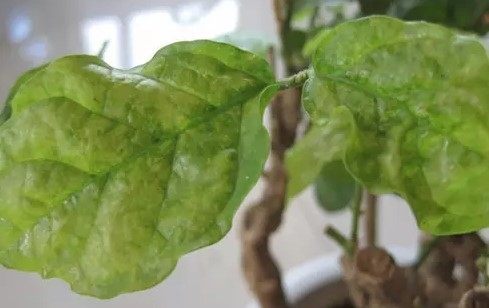 盆栽植物茉莉花叶子发黄掉落,这样做不仅救活