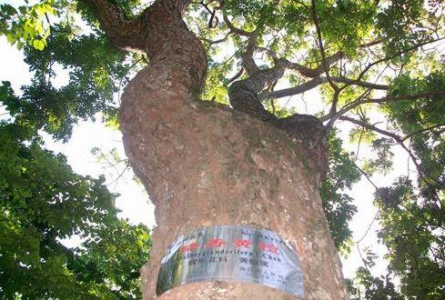 世界10大名贵木材排行榜，快看看中国有几种？