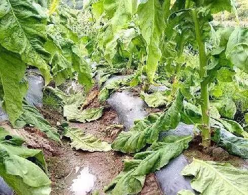 陆良县五个乡镇遭遇风雹洪涝灾害,上万人受灾