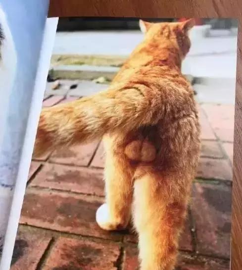 猫咪自白没有蛋蛋的悲伤