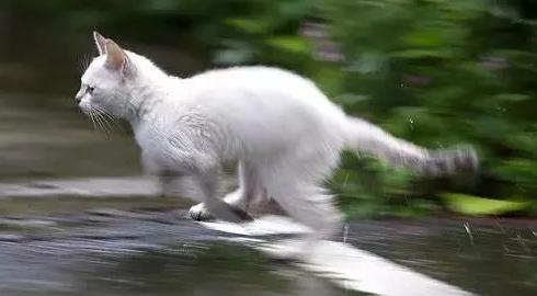 猫咪上完厕所就像疯了一样跑出猫砂盆,原因竟