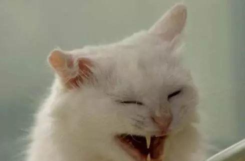 16种猫咪笑，你家主子是哪款？