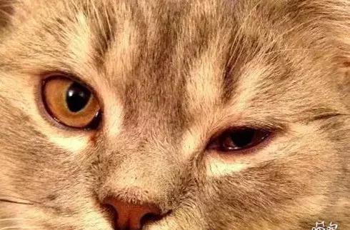 喵星人有眼睫毛吗?