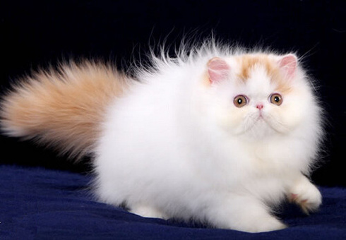世界上最可爱的十种猫咪