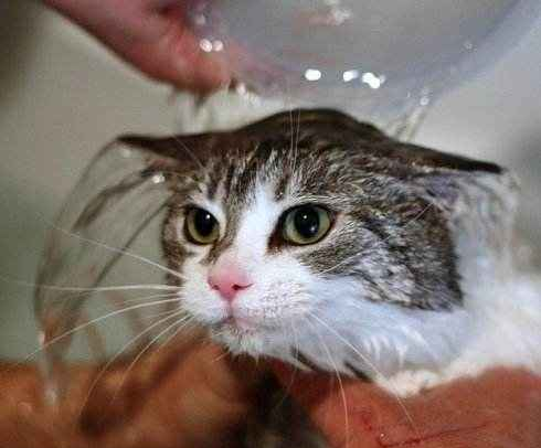 这4个针对猫咪掉毛的妙招太有用了!