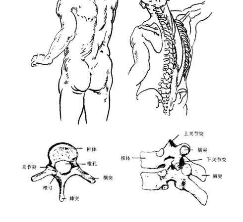 腰椎间盘突出好不了5个妙招随便用任何人都可以康复收藏