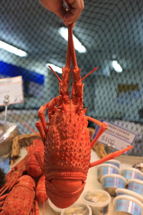 游新西兰奥克兰海鲜市场,吃超大龙虾、海胆和