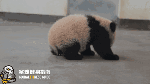 壁纸 大熊猫 动物 491_275 gif 动态图 动图