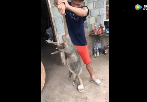 实拍: 男子捉住一只八九年的老鼠王, 今天它算是