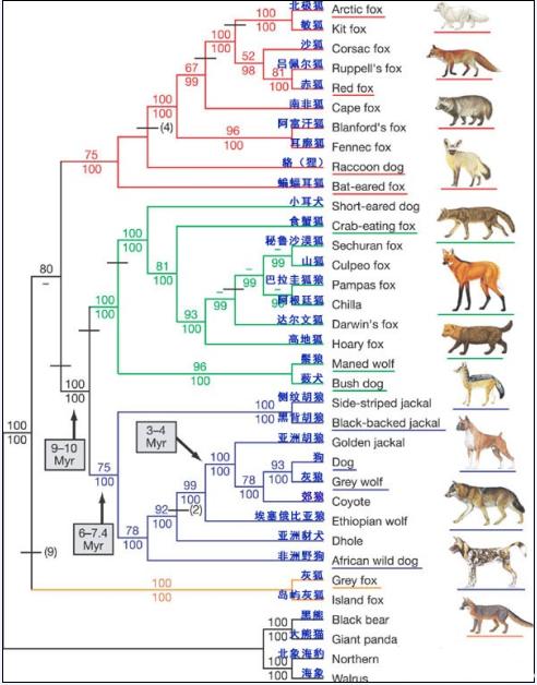 各种狗狗进化关系图谱