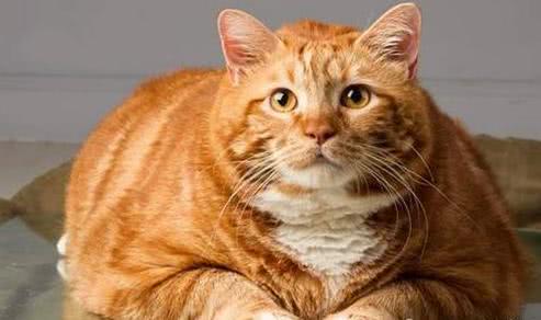 十只橘猫九只胖，还有一只压塌炕!