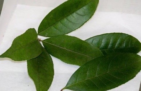 家里盆栽掉落的叶子不要扔,用来做叶脉书签,简