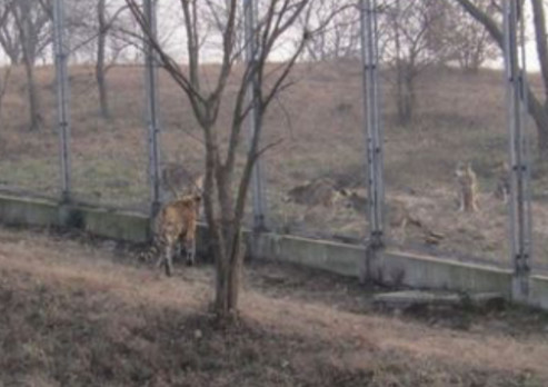 狼群挑衅东北虎输赢如何,网友称没了铁网还嚣