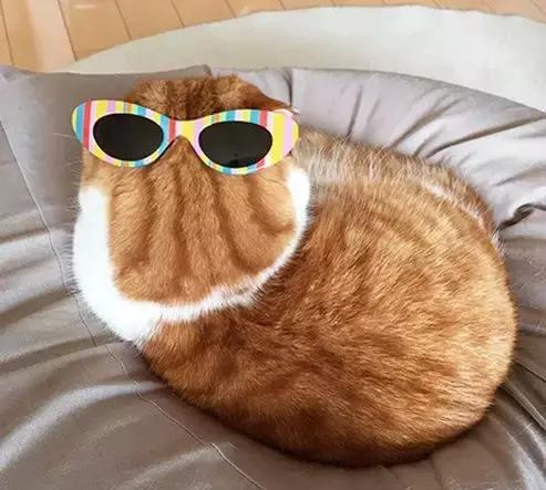 这只橘猫简直是天生的背影杀手传说中的一头身