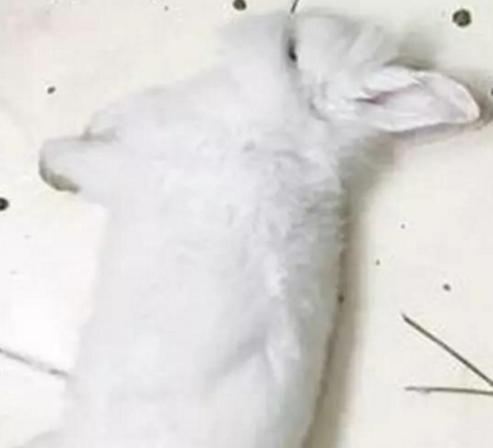 小兔子死了,二哈很伤心,真不是我干的
