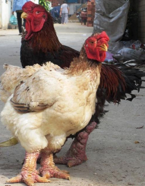 男子发现村里人养的鸡长着怪异的脚，村民们的解释让他恍然大悟！
