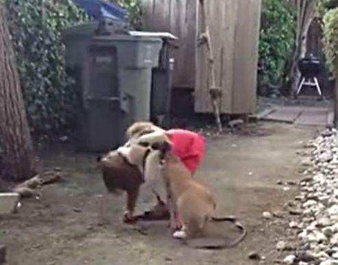 小女孩留家中与狗狗玩, 单亲父亲推开门一看, 直接要了狗的命!