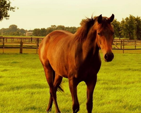 你知道马是怎么睡觉的吗?让我来告诉你