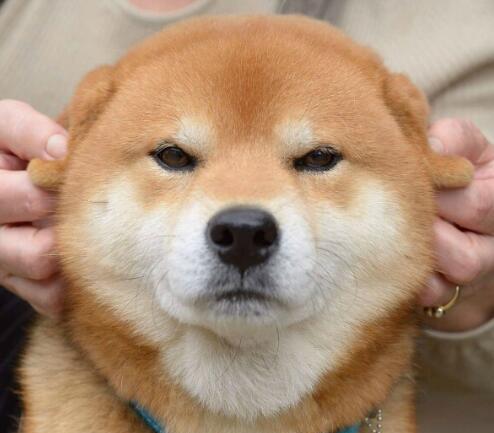 (宠物趣图)柴犬萌出泪,可控性表情就是萌编辑ps怎么gif表情包图片