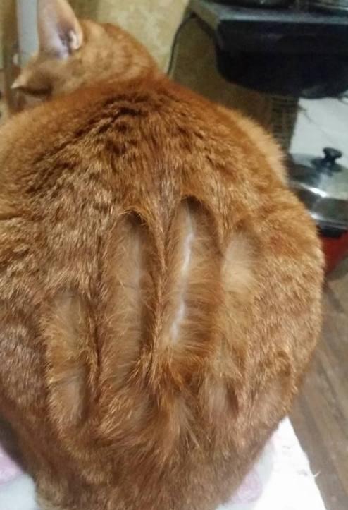 她忍不住笑喷了,把这一幕拍下发到了网上,网友们看到也纷纷笑了: