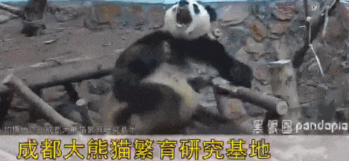 搞笑gif第50期:最嘚瑟的熊猫!你要不是国宝早就被打死