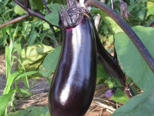 低脂低热量,这几款食物让你瘦身不再需要大运