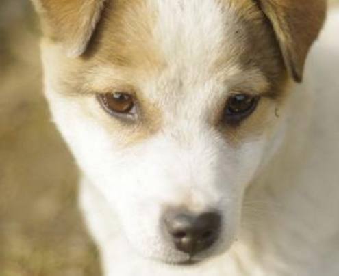 当狗狗遇到让自己兴奋的时候就会流口水