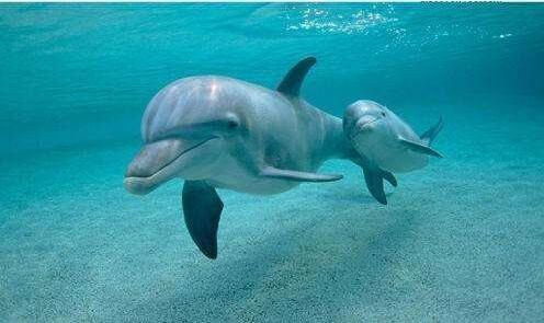 世界上10大最可爱的动物，耳廓狐居榜首，大熊猫第三，草泥马第七