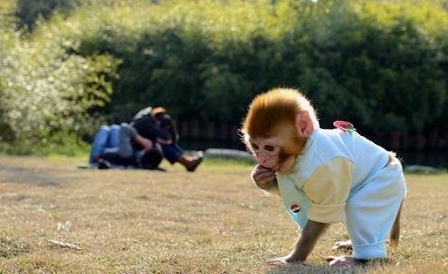 正规养殖场的猴子多少钱一只，袖珍猴多少钱一只，石猴繁殖基地