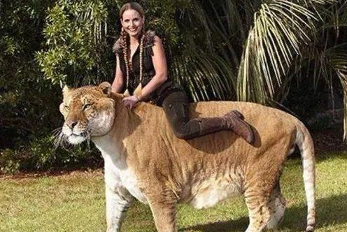 狮虎兽和图片的动物叫狮狮虎?谁是大全上可爱的蚊子后代?最大的猫科的狮子世界图片