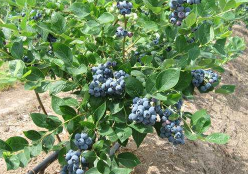 种植蓝莓有哪些修剪方法?什么时候给蓝莓修剪