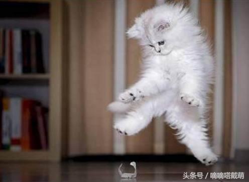 当猫咪受到惊吓时，竟然会全身炸毛!又是一波表情包