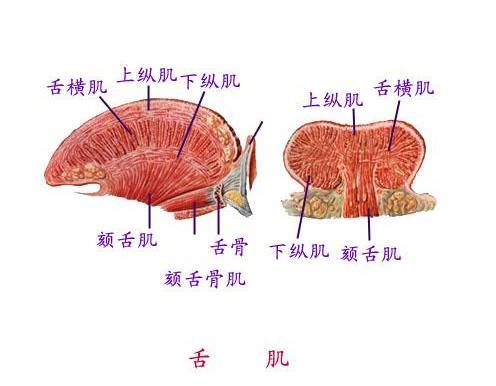 比如l音不准一般是肌肉协调性不好,g,k发音不准和舌根的肌肉有关等等