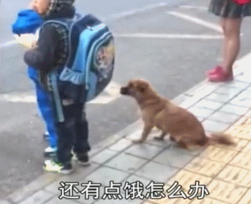 流浪狗因肚子太饿,向人膜拜讨食物,智商高的吓人!