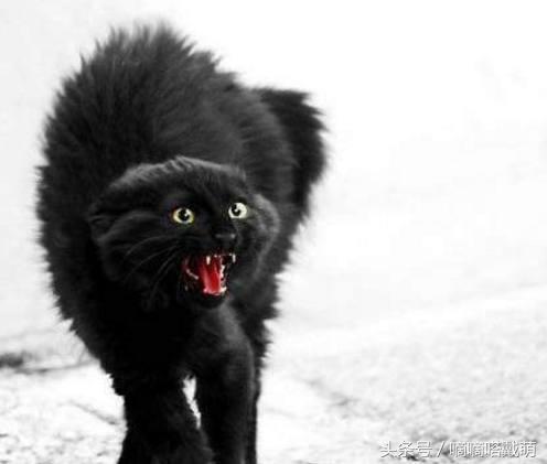 当猫咪受到惊吓时，竟然会全身炸毛!又是一波表情包