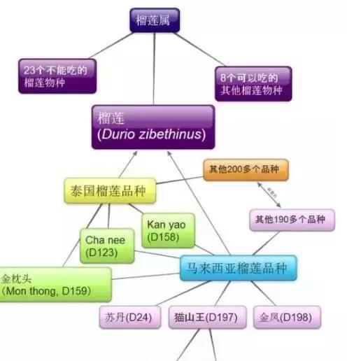 史上最全榴莲品种产地分类大全