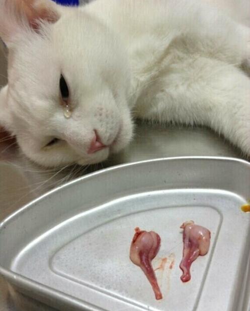 猫咪绝育手术做完后,每天呆坐在门口 网友:我已