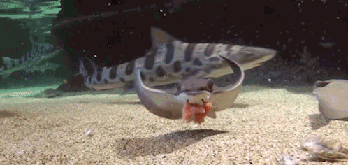 壁纸 动物 鱼 鱼类 498_236 gif 动态图 动图