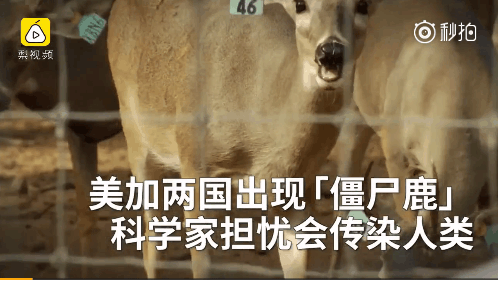 美国22州现“僵尸鹿”, 现实版“生化危机”? 网友: 我要往哪跑?