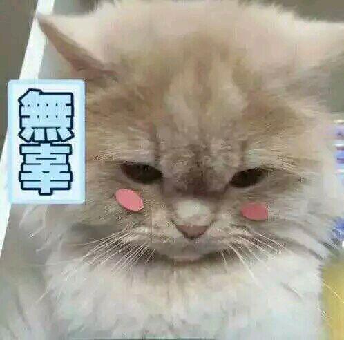 网上超火超萌猫咪表情包