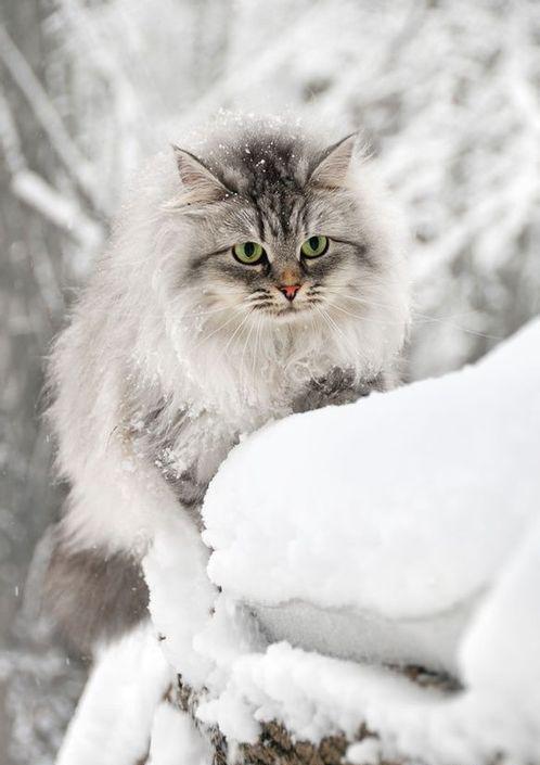 世界上最大猫和大型品种猫介绍