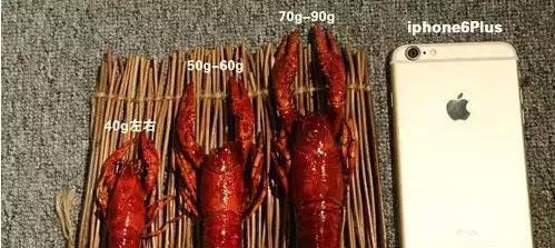 小龙虾应该怎么分辨公母虾呢?