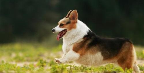 最适合女生养的9大小型犬排行,萌爆了有木有!