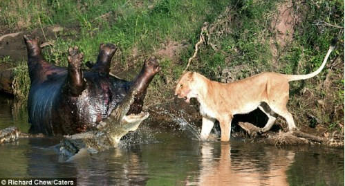 饥饿狮子偶遇进食的鳄鱼,接下来展开了一场生死大战!