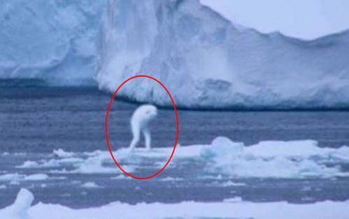南极洲神秘生物ningen, 目击者声称其高达30米