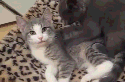 黑猫的按摩手法太赞了,看狸花猫的表情就知道了