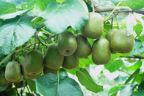 猕猴桃被称果中之王,抗癌排毒素,但这些人不宜